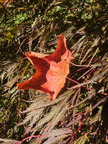 2 Spark of color flourishes